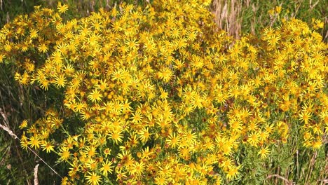 Closeup-of-a-large-clump-of-Ragwort-flowers,-Senecio-jacobaea