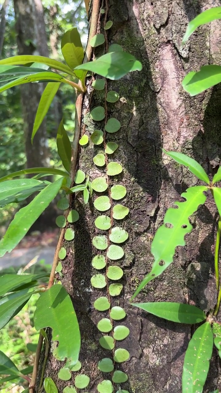 Dragon Scale Fern Growing on Tree Trunk in Forest
