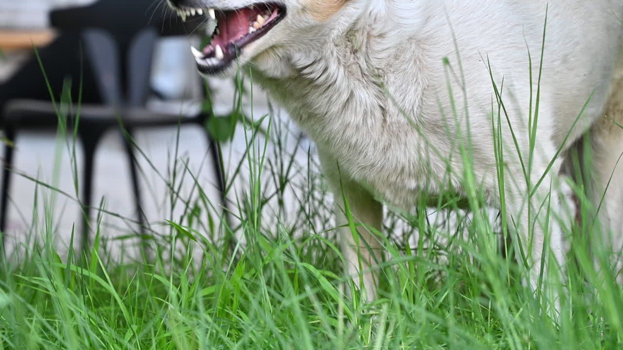White and brown dog eating grass in a garden