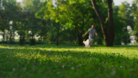 hombre feliz lanzando la pelota. enérgico juguetón golden retriever corriendo juguete de captura.