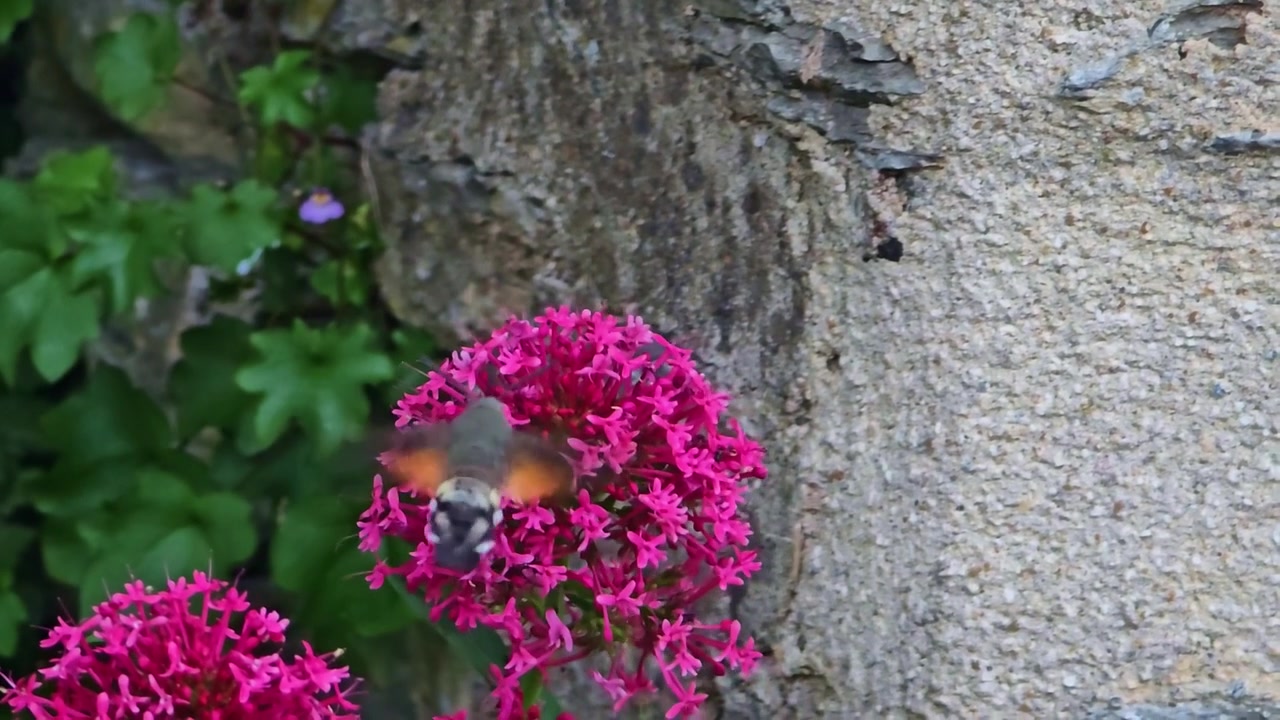 Close-up of a hummingbird hawk moth hovering while feeding on flower nectar.