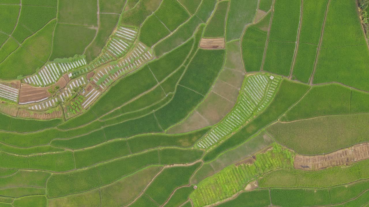 vista aérea de los vastos y verdes campos de arroz de indonesia