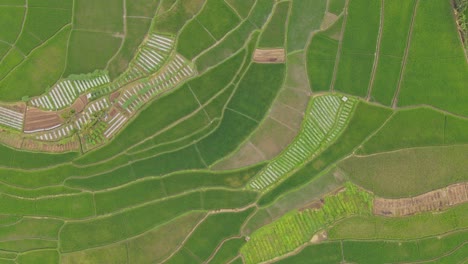 Alta-Vista-Aérea-Sobre-Los-Vastos-Campos-De-Arroz-Verdes-De-Indonesia