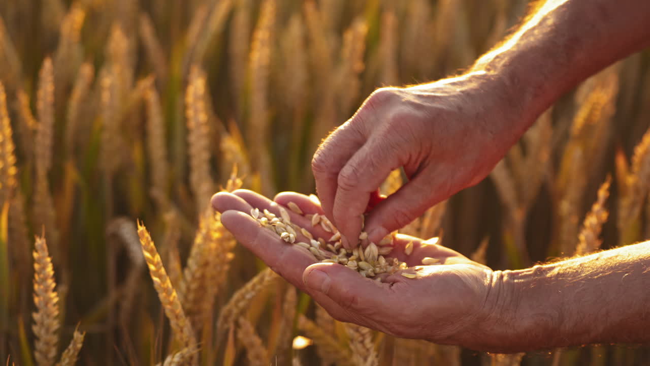 Farmer's hands with grains in yellow field. Agronomist observes ripe wheat grains in his hand on the background of golden spikelets. Close-up.