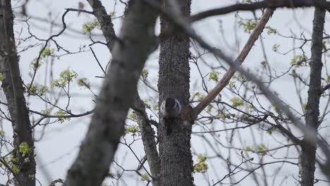 a woodpecker on a tree cleaning himself
