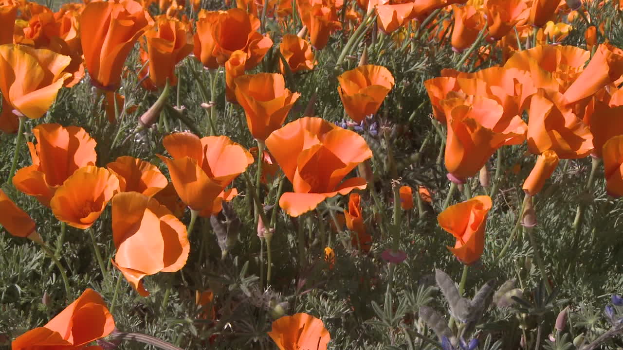 punto de vista bajo de las amapolas de california en flor en la reserva de amapolas del valle del antílope california