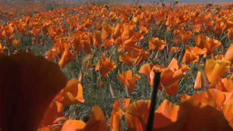 Low-point-of-view-of-california-poppies-in-bloom-in-the-Antelope-Valley-Poppy-Preserve-California