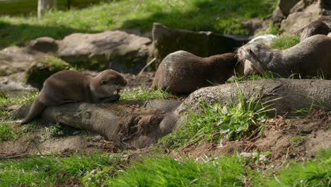 a close up shot of a family group of asian small-clawed otters eating some meat with each other near a stream on the grass