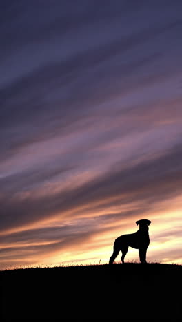 dog silhouette at sunset