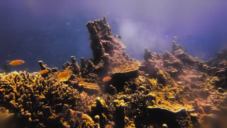 Bunte-Statische-Unterwasseraufnahme-Von-Orangefarbenen-Fischen,-Die-Am-Korallenturm-Schwimmen