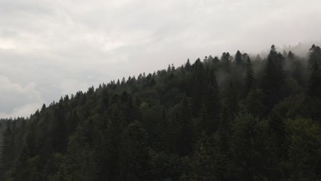 Flying-through-mist-and-over-pine-forest.-Aerial