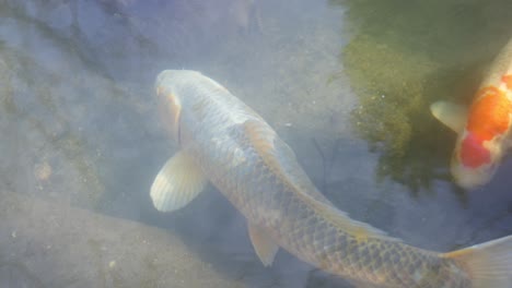 los graciosos peces koi se deslizan a través de aguas claras