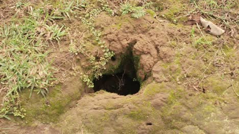 Primer-Plano-Zoom-En-La-Toma-Del-Agujero-En-El-Suelo-De-La-Tierra,-Madriguera-De-Animales