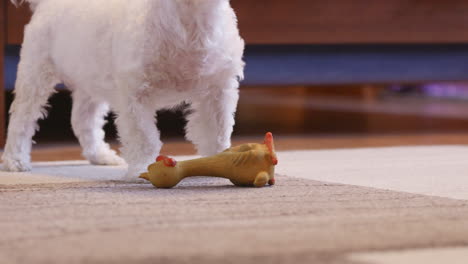playful bichon havanese puppy with rubber duck