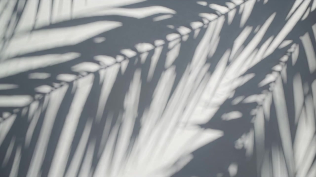 Moving Shadows of Palm Leaves on a White Wall