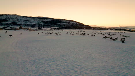 wide aerial pan of reindeer herd in winter pasture, golden sky at sunset