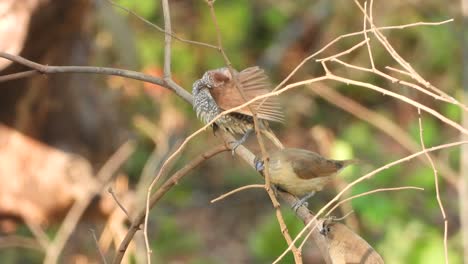 scaly -breasted munias - in - bush