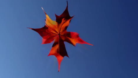 red maple leaf against a blue sky