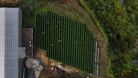 aerial birds eye view of an organic strawberry field with people harvesting the fruit