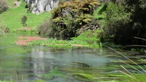 Algen-Und-Seerosen,-Die-Im-Klaren-Wasser-Der-Blauen-Quelle-Von-Putaruru-Wachsen