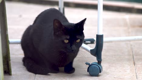 black cat resting and jumping