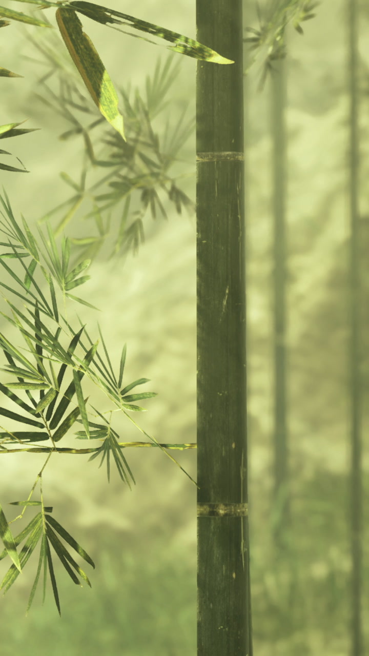 Exploring a bamboo forest in early morning light near a mountain