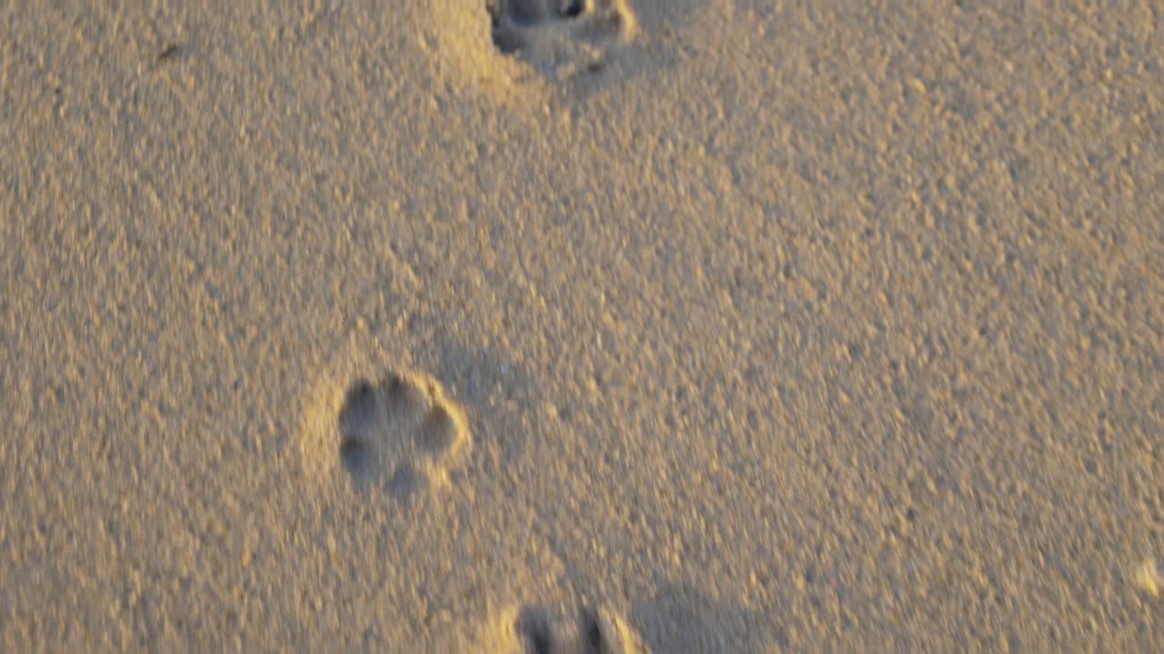 Toma en primer plano a cámara lenta siguiendo huellas de zorro en la arena de una playa
