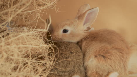 Ingwer-Baby-Kaninchen-Kuschelt-Mit-Seinen-Brüdern-Mit-Aufgestellten-Ohren---Nahaufnahme-Auf-Augenhöhe