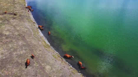 free range cattle herd of cows grazing freely along lake pasture, drinking water | grass fed beef agriculture farming livestock ,cattle ranching | migrating roaming freely, ethical farming | 1 of 12