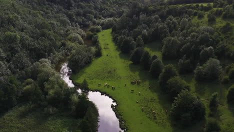 Aerial-view-tilting-backwards-over-cows-and-the-railway-viaduct-at-Monsal-Head-in-UK