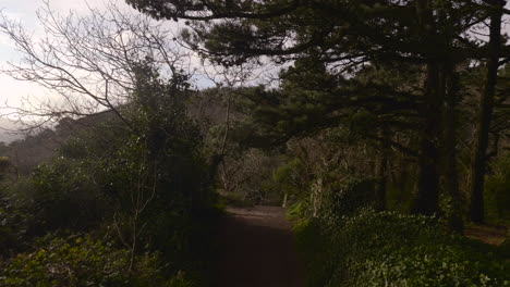 A-Trail-Through-The-Mountain-With-Lush-Green-Foliage-In-Summer-In-South-Ireland-Near-Dublin---Long-Shot