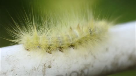 Gelbe-Raupe,-Die-Auf-Dem-Rohr-Kriecht-Hd-video,-Tiermakroaufnahmen