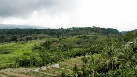 Bali---Drone-De-Campo-De-Arroz