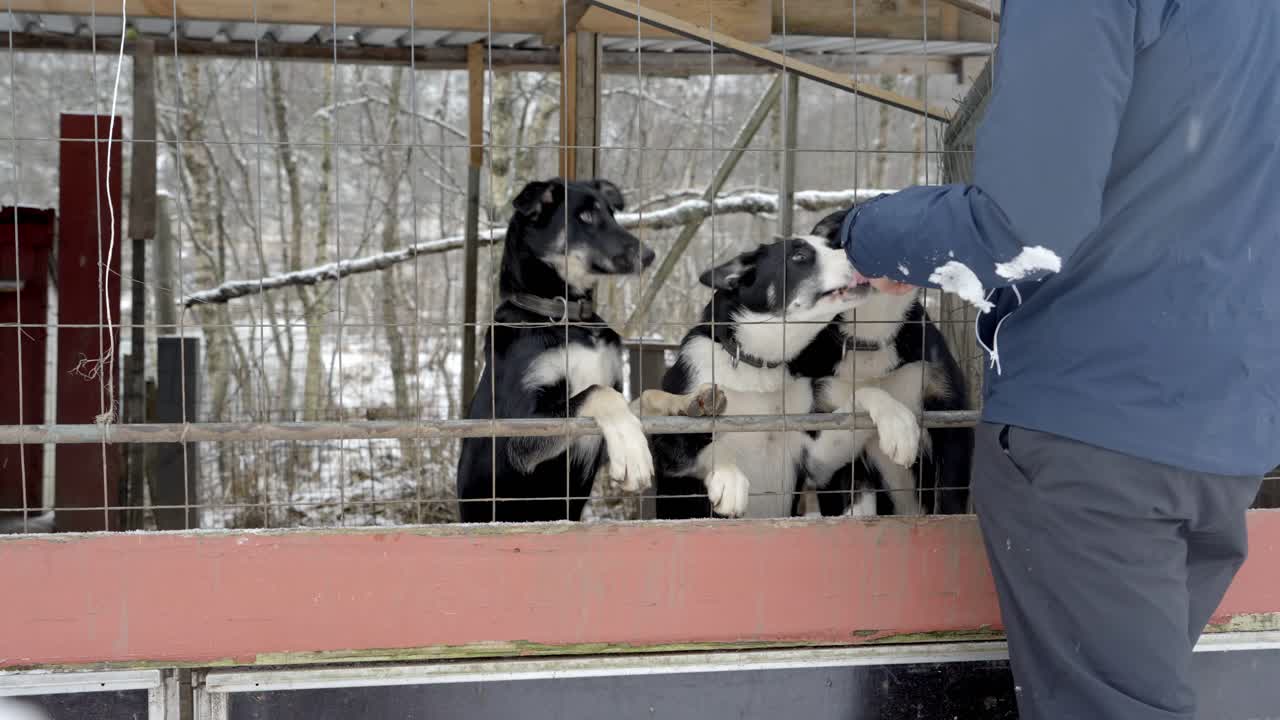 Vier junge Huskys stehen auf ihren Hinterbeinen im Zwinger und lecken eifrig die Hand des Besitzers durch einen Drahtzaun