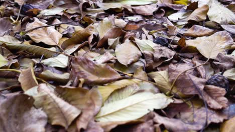 Dry-autumn-leaves-on-ground-in-yellow,-orange-and-brown-colors,-seasonal-change-concept-design