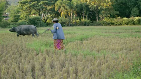 asian farmer working in rice paddy