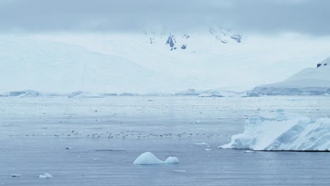 Antarctica-Wildlife-of-Humpback-Whales-and-Birds-Flying-in-Beautiful-Antarctic-Peninsula-Scenery-with-Icebergs-Glaciers-and-Mountains,-Whale-Back-and-Dorsal-Fin-Surfacing-Swimming-in-Ocean-Sea-Water