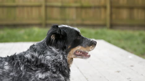 dog laying on porch sniffing the air