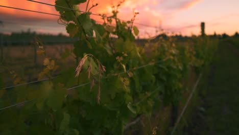Dolly-shot-of-a-beautiful-sunset-behind-a-row-of-vines-in-a-vineyard-during-dusk-in-Waipara,-New-Zealand
