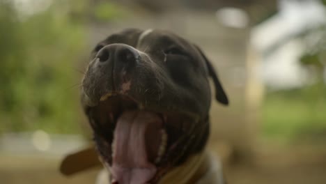 American-Bully-dog-yawning-and-licking-mouth-with-tongue,-closeup-slow-motion