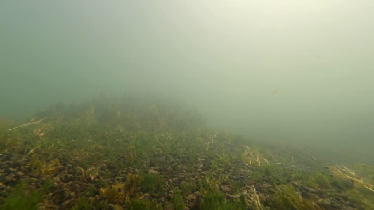 Floating at the bottom of a river bed.  Fish pass in front.   Light illuminates the bottom through the foggy water.