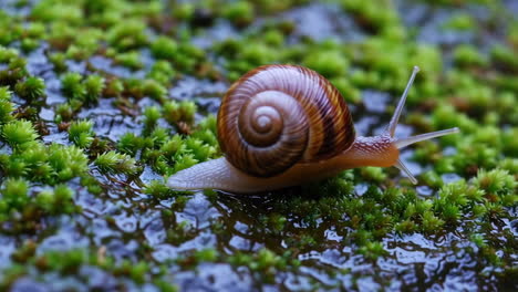 snail on moss