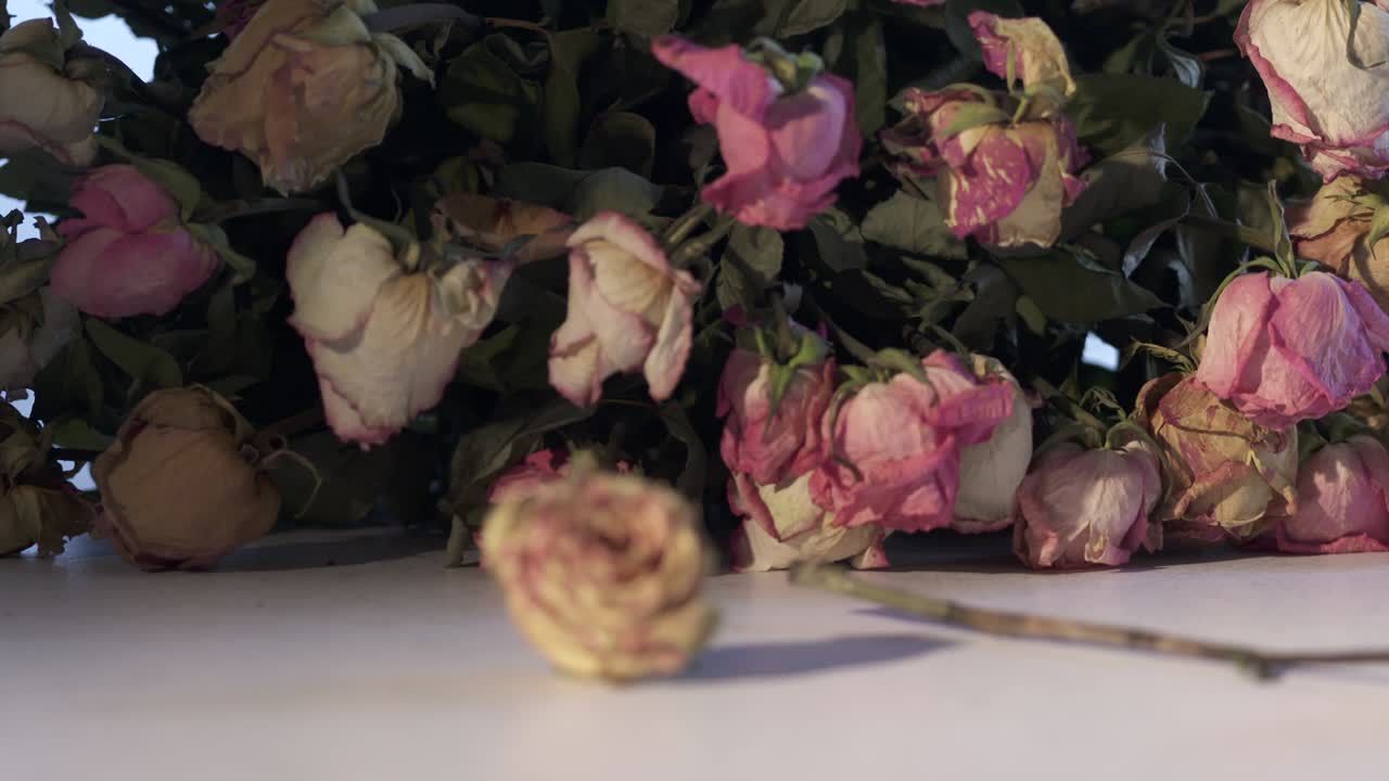 마른 분홍색 장미 꽃의 꽃줄기. 어두운 방의 테이블에 건조한 장미