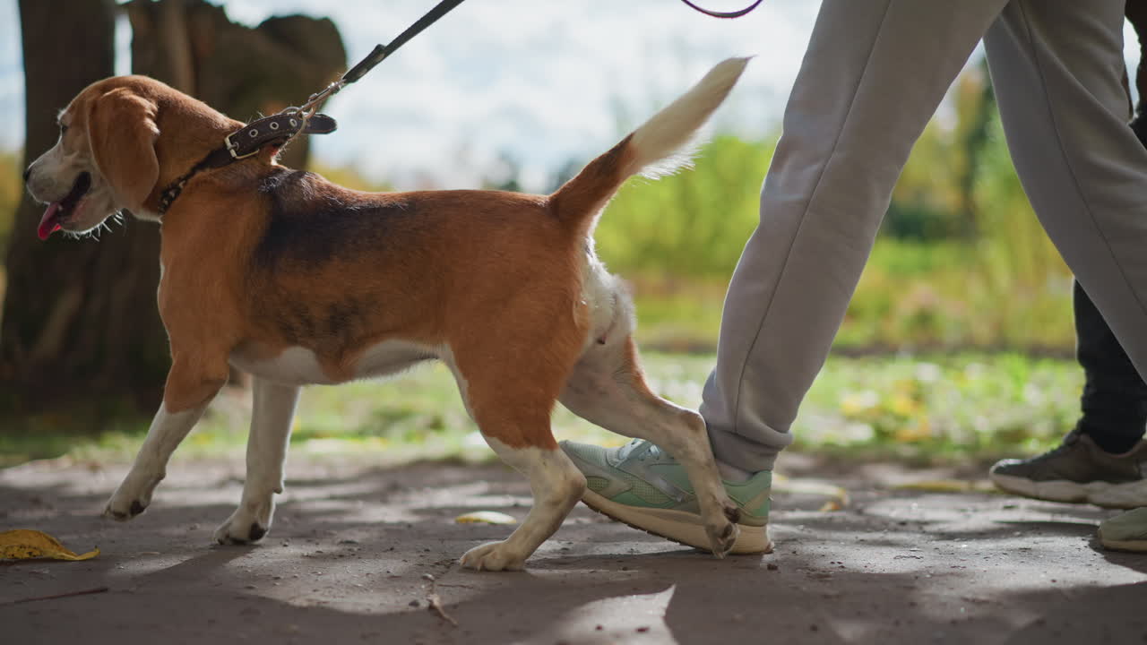 side view of family walking dog on leash through colourful autumn field near tree under cloudy sky wearing casual jackets joggers and sneakers on path gently strewn with fallen leaves
