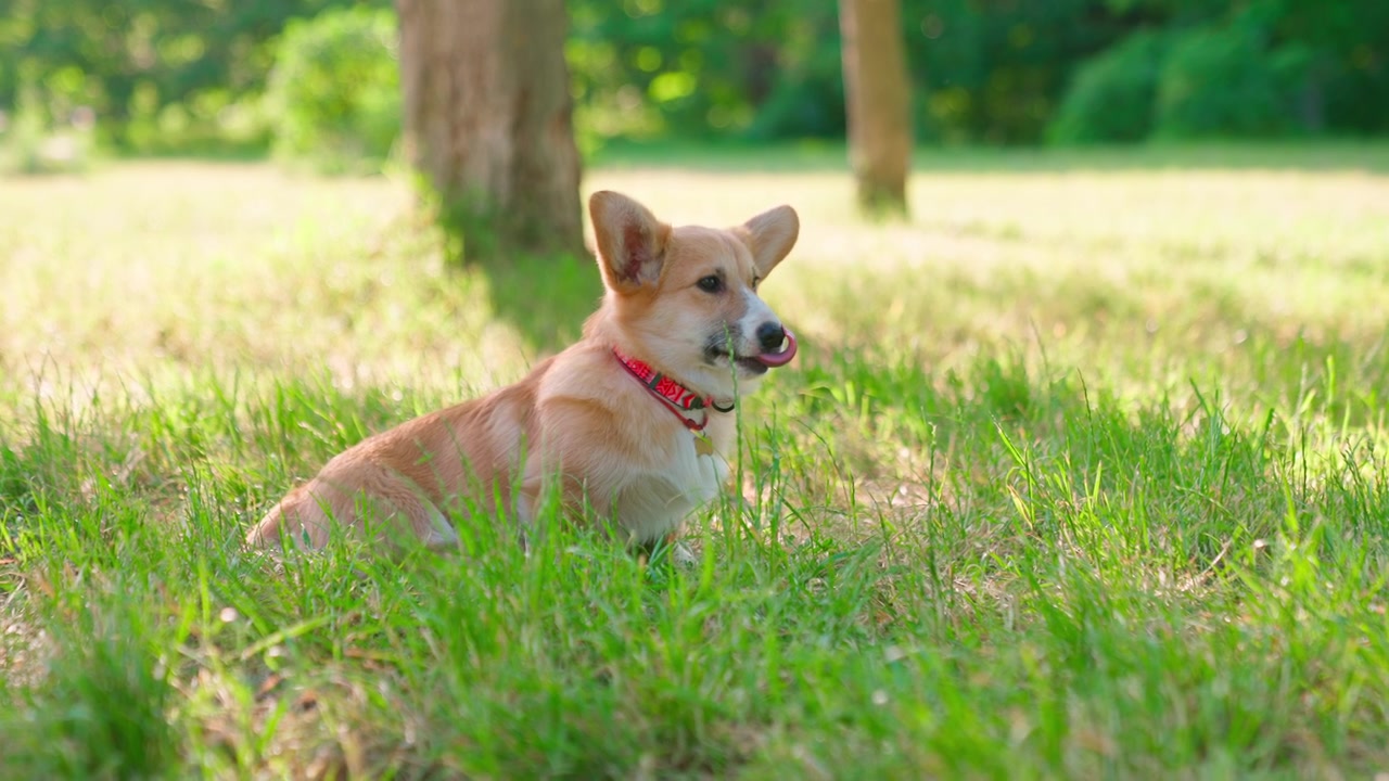 Adorable Corgi Dog with Red Collar Sitting in Sunny Park