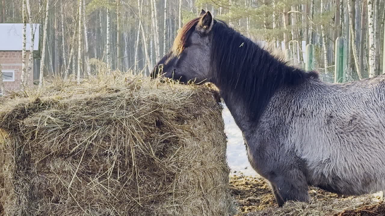 En hest spiser hø i en stald med træer i baggrunden i vinterens dagslys.