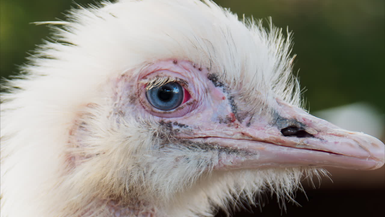 Close up of an ostrich's head on a blurred background
