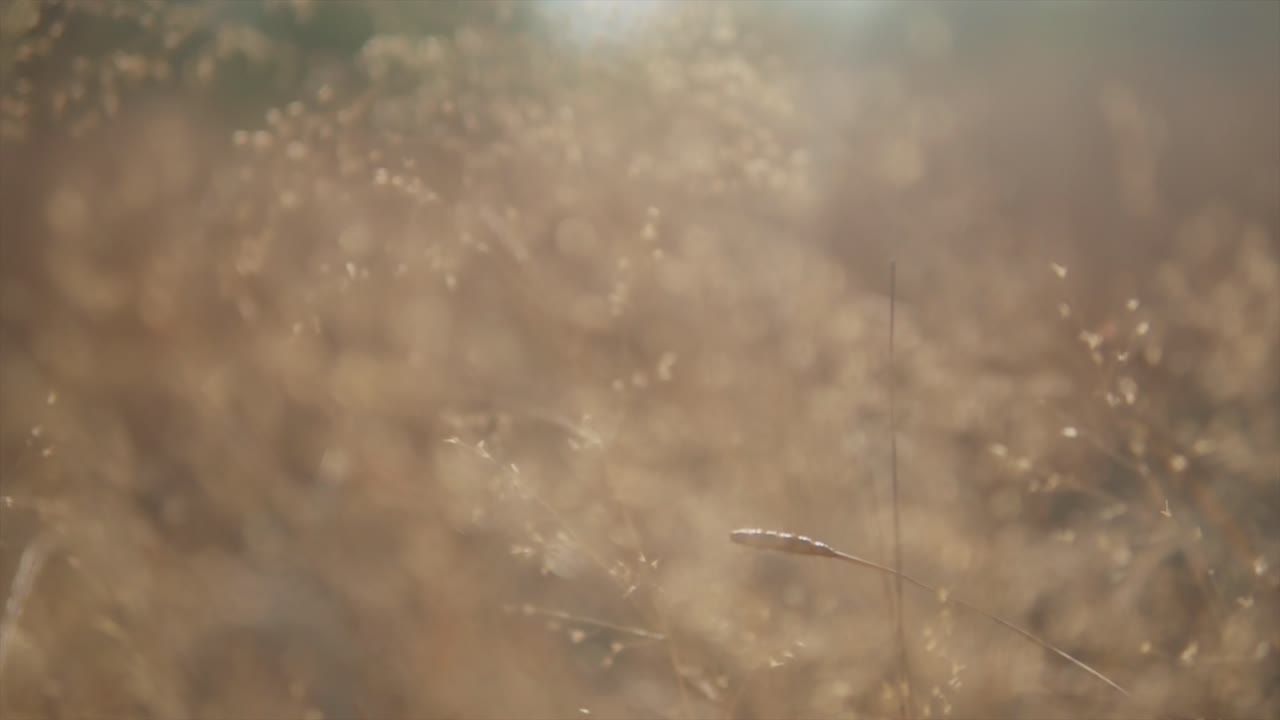 추상적 개념의 여름 초원 꽃밭