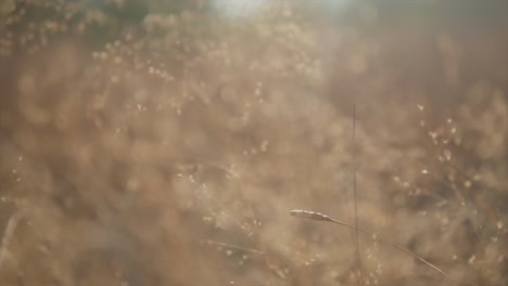 추상적 개념의 여름 초원 꽃밭