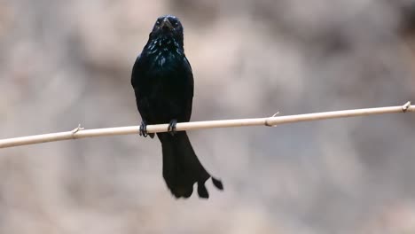 El-Drongo-Con-Cresta-De-Pelo-O-Es-Un-Ave-En-Asia-De-La-Familia-Dicruridae-Que-Era-Conespecífico-Con-Dicrurus-Bracteatus-O-Drongo-Con-Lentejuelas-En-El-Que-Puede-Ser-Difícil-Diferenciar-Entre-Sí